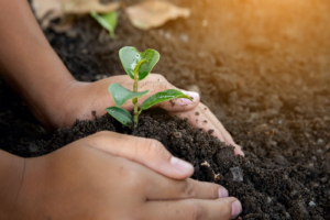 Child planting a sprout in the ground - children concept.