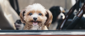 A smiling dog in a car.