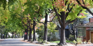 Tall Liquid ambar, commonly called sweetgum tree, or American Sweet gum tree, lining an older neighborhood