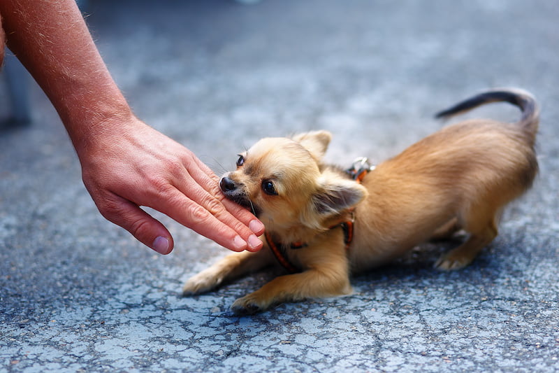 chihuahua puppy biting hand.
