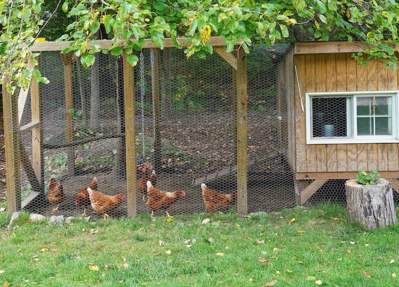 close up on chicken in side coop in back yard