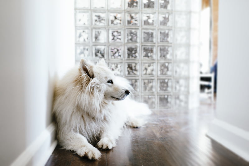 white lounging dog in modern apartment.
