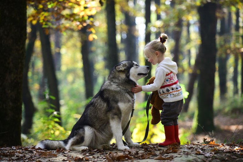 husky playing with little girl outside.