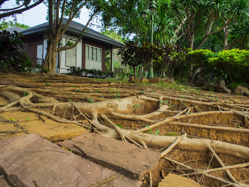 yard filled with roots with house in background.