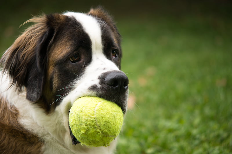 a giant st. bernard dog plays in a grass yard with a tennis ball as a toy.