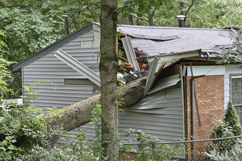a large oak tree falls on a small house during a summer storm, caving in the roof and room under it.