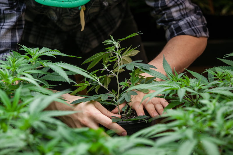 farmer planting his marijuana crop