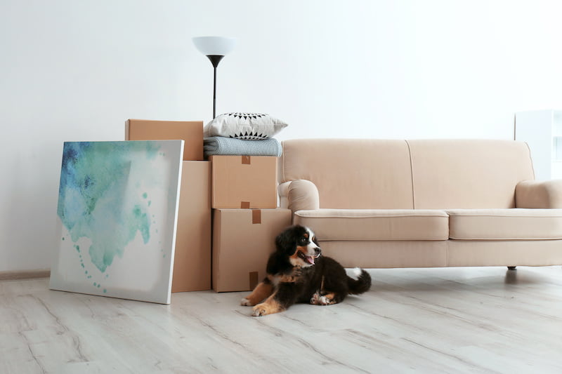 cute puppy near moving boxes in living room