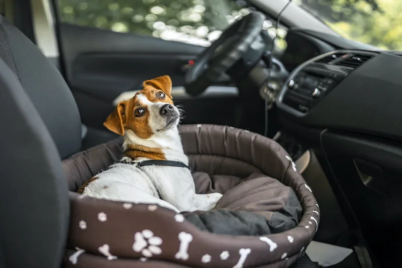 jack russell terrier in lounger dog bed. the pet enjoying a car ride