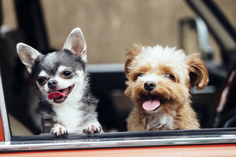 two dogs are out facing with a smile from the window of the car, pet in the car concept
